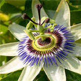 Egrow,Passiflora,Incarnata,Seeds,Garden,Plants,Passion,Fruit,Flower,Bonsai,Seeds