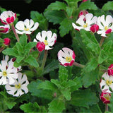 Egrow,Phlox,Seeds,Night,Blooming,Phlox,Bonsai,Plants,Gardening,Flower,Balcony,Flower,Seeds