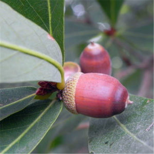 Egrow,Glauca,Seeds,Chinese,Glauca,Cyclobalanopsis,Glauca
