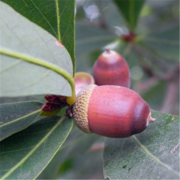 Egrow,Glauca,Seeds,Chinese,Glauca,Cyclobalanopsis,Glauca