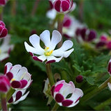 Egrow,Phlox,Seeds,Night,Blooming,Phlox,Bonsai,Plants,Gardening,Flower,Balcony,Flower,Seeds