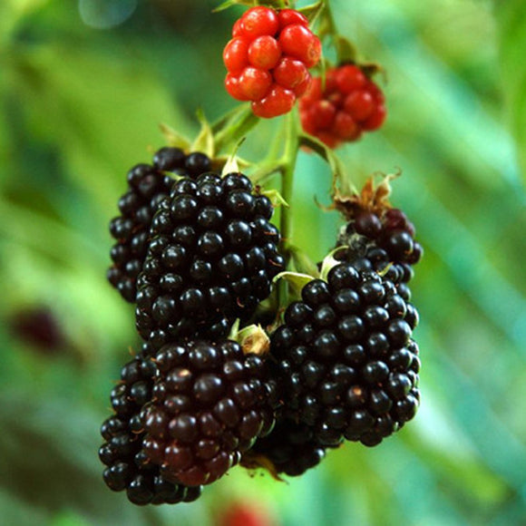 100Pcs,Black,Mulberry,Seeds,Morus,Nigra,Garden,Seeds,Garden,Bonsai
