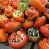 Egrow,Pumpkin,Seeds,Grown,Decorative,Pumpkin,Bonsai,Heirloom,Vegetable,Bonsai,Pumpkin,Bonsai,Garden,Plant