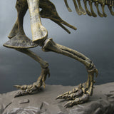 Jurassic,Dinosaurs,Tyrannosaurus,Skeleton,Animal,Model