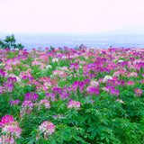 Egrow,Cleome,Spinosa,Seeds,Mixed,Flower,Hassleriana,Bonsai,Garden,Plant