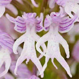 20Pcs,Naked,Orchid,Garden,Magic,Seeds,Orchis,italica,Office,Potted,Plants