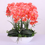 Egrow,100Pcs,Phalaenopsis,Seeds,Living,Decoration,Flowers,Potted,Plant,Garden