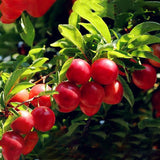 Egrow,Cherry,Seeds,Rosaceae,Cherry,Shrub,Prunus,Cerasifera,Bonsai,Ornamental,Plants