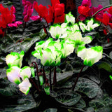 Egrow,Cyclamen,Seeds,Green,White,Cyclamen,Flower,Bonsai,Perennial,Flowering,Plants,Cyclamen