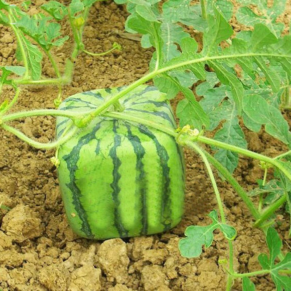 Egrow,Square,Watermelons,Seeds,Garden,Simple,Geometric,Sweet,Fruit,Plants