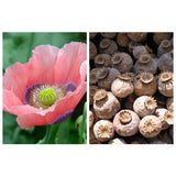 Egrow,Icelandic,Poppy,Seeds,Poppy,Bonsai,Flower,Garden,Plant