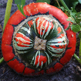 Egrow,Pumpkin,Seeds,Grown,Decorative,Pumpkin,Bonsai,Heirloom,Vegetable,Bonsai,Pumpkin,Bonsai,Garden,Plant