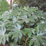 Egrow,Fatsia,Japonica,Seeds,Fatsia,Japonica,Semente,Plant,Shrub