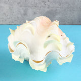 Natural,Marine,Shell,Tridacna,Conch,Furnishing,Giant,Large,Decorations