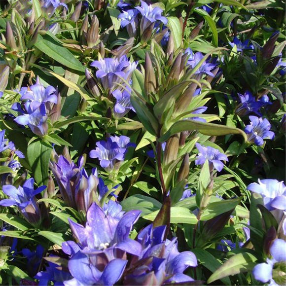 Egrow,Gentiana,Scabra,Seeds,Gentiana,Scabra,Plant,Elephantopus,Scaber,Flower,Seeds