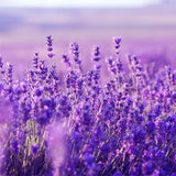 Lavender,Flower,Seeds,Flower,Potted,Plant,Growing,Outdoor