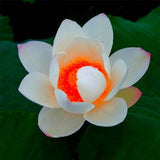 Egrow,Lotus,Flower,Seeds,Aquatic,Plants,Bonsai,Lotus,Seeds,Perennial,Plant,Garden