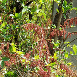 Egrow,Coriaria,Seeds,Coriaria,Nepalensis,Plant,Garden,Plant