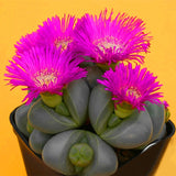 Egrow,Lithops,Seeds,Cactus,Rebutia,Variety,Flowering,Color,Cacti,Cactus,Bonsai,Office,Plant,Succulent