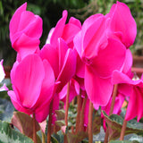 Egrow,Cyclamen,Seeds,Cyclamen,Bonsai,Cyclamen,Floreslings,Plants,Primrose,Flowers,Garden