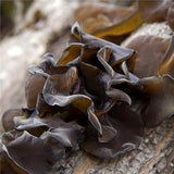 Egrow,Agaric,Seeds,Healthy,Edible,Vegetable,Mushroom,Black,Fungus,Plants,Seeds