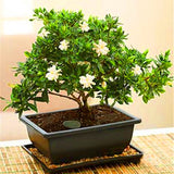 Egrow,Gardenia,Seeds,Garden,Potted,Bonsai,Amazing,Smell,Beautiful,Flowers,Plant