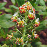 Egrow,Mignonet,Seeds,Reseda,Odorata,Bonsai,Garden,Plant