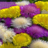 Egrow,Mixed,Cornflower,Seeds,Centaurea,Moschata,Annual,Potted,Helichrysum,Flower,Planting