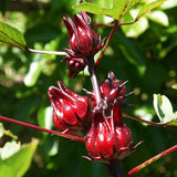 Roselle,Seeds,Hibiscus,Sabdariffa,Chinese,Flower,Bonsai,Plant,Garden,Seeds