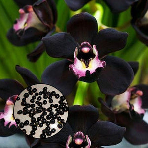 Egrow,Black,Cymbidium,Seeds,Unique,Black,Cymbidium,Faberi,Flower,Bonsai,Garden,Seeds