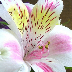 Egrow,Seeds,Peruvian,Alstroemeria,Bonsai,Plants,Beautiful,Flower,Garden,Decoration