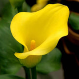 Egrow,Calla,Seeds,Garden,Balcony,Potted,Perennial,Flower,Seeds,Bonsai,Flowers