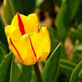 Egrow,10Pcs,Perennial,Perfume,Tulip,Mixed,Color,Tulip,Flower,Bonsai,Seeds,Outdoor,Planting