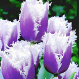 Egrow,Tulip,Seeds,Bonsai,Flower,Seeds,Tulips,Potted,Perennial,Bonsai,Plants,Seeds