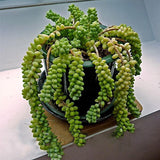 Egrow,Sedum,Succulent,Seeds,Potted,Plant,Flowers,Radiation,Fleshy,Bonsai