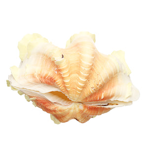 Natural,Marine,Shell,Tridacna,Conch,Furnishing,Giant,Large,Decorations