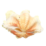 Natural,Marine,Shell,Tridacna,Conch,Furnishing,Giant,Large,Decorations