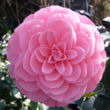 Egrow,Camellia,Flowers,Seeds,Potted,Plants,Garden,Decorations,Flower,Seeds