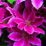 Egrow,Clematis,Plants,Flower,Seeds,Clematis,Vines,Bonsai,Flower,Perennial,Flowers,Climbing,Clematis,Plants