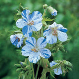 Egrow,Geranium,Garden,Potted,Flower,Seeds,Perennial,Courtyard,Balcony,Outdoor,Plant