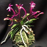 Egrow,Neofinetia,Falcata,Orchid,Seeds,Bonsai,Flower,Plants,Garden