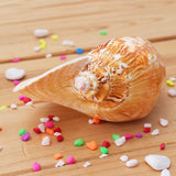 Natural,Shell,Conch,Phoenix,Conch,Coral,Beach,Ornament,Decorations