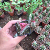 Egrow,Meaty,Euphorbia,Seeds,Succulent,Bonsai,Flower,Garden,Plant