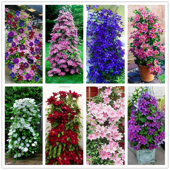 Egrow,Mixed,Colors,Clematis,Seeds,Flower,Vines,Bonsai,Perennial,Climbing,Plant