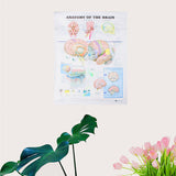 60x80cm,Anatomy,Brain,Poster,Anatomical,Cloth,Chart,Human,Midcal,Educational,Decor