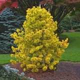 Egrow,Cedar,Seeds,Spruce,Seedling,Bonsai,Plant,JAPANESE,Cedar,Garden,Bonsai