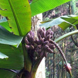 Egrow,Banana,Seeds,Itinerans,Burmese,Garden,Plant