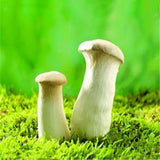 Egrow,Edible,Health,Mushrooom,Seeds,Orangic,Vegetable,Plants,Seeds