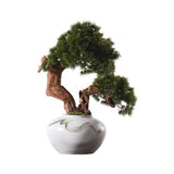 50PCS,Juniper,Bonsai,Potted,Flowers,Office,Bonsai,Purify,Juniper,Seeds