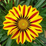 Egrow,Gazania,Seeds,Semillas,Gazania,Splendens,Chrysanthemum,Seeds,Garden,Flowers,Seeds